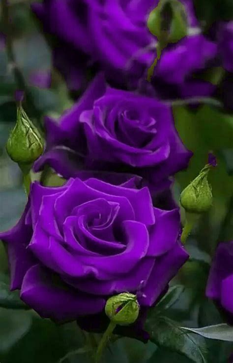 Pin by Virginia Marshall on ℒℴvℯlyღღRose PurpleღღAmathistℒℴvℯlyღღ | Purple roses, Beautiful rose ...