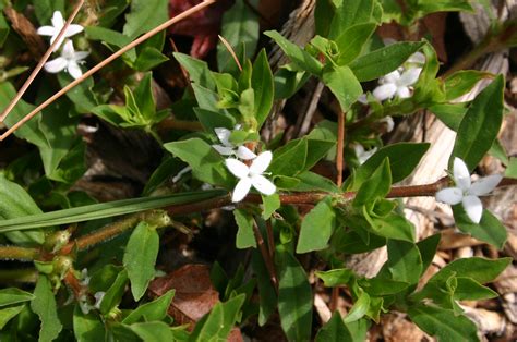 Virginia Buttonweed – Control | Walter Reeves: The Georgia Gardener