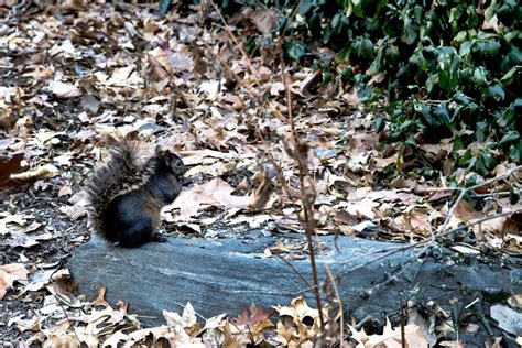 SQUIRREL COLLECTING NUTS DURING FALL. | Smithsonian Photo Contest ...