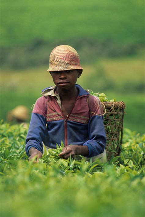 harvesting in tea plantation camellia sinensis of Sahambavy, Republic ...