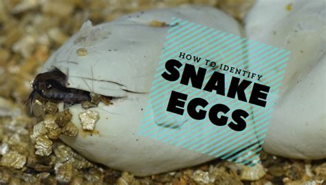 Snake Eggs: How To Identify With Pictures - Science Trends