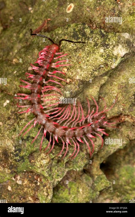 Shocking pink dragon millipede desmoxytes hi-res stock photography and images - Alamy