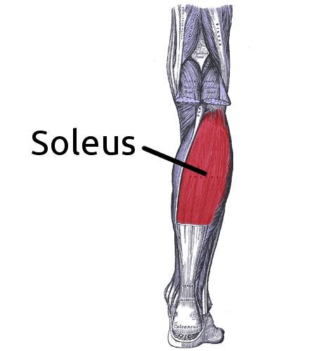 تشريح العضلة النعلية أو النعل أو Soleus muscle، و جدول تمارين لها | Fitness Garage