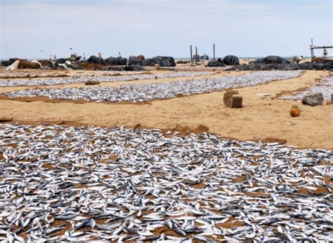 Red Tide Blooms Threaten Gulf of Oman, Shut Down Kalba Desalinization ...