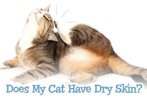 Does My Cat Have Dry Skin? - Miami Pet Concierge