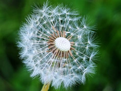 Dandelion Seeds Close Up - Free photo on Pixabay - Pixabay