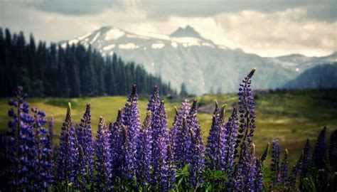 9 Places To Visit In Gulmarg In Summer On Your Trip In 2023