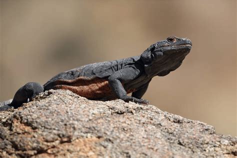 Chuckwalla Facts | CRITTERFACTS