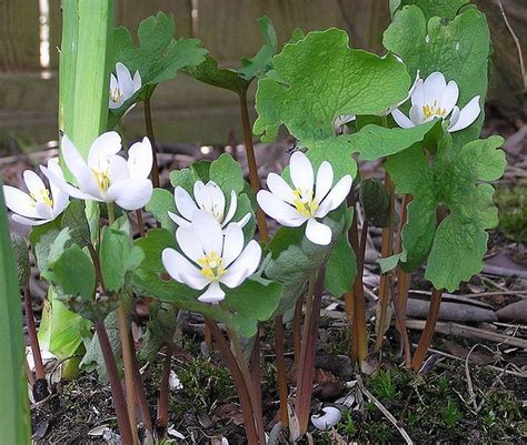 flowers for flower lovers.: Bloodroot flowers.