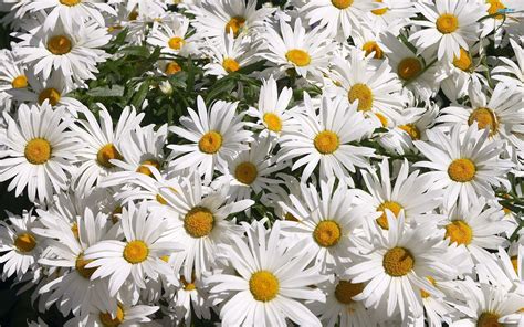 Daisy Wallpapers - Wallpaper Cave