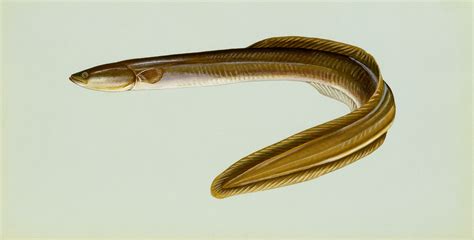 St. Croix Creature Feature: Eels migrate between the St. Croix River ...