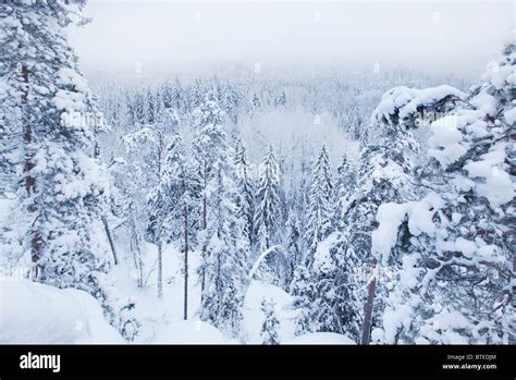 Winter in Nuuksio National Park, Espoo, Finland Stock Photo - Alamy