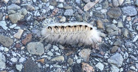 Venomous white hickory tussock caterpillar spotted in Pennsylvania ...