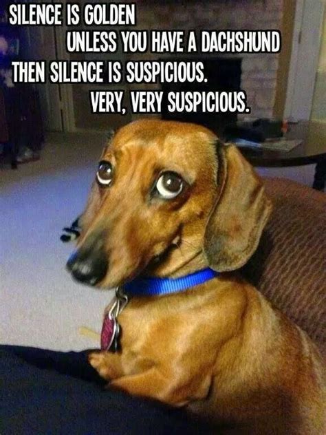 Guilty looking dachshund wiener dog | Funny dachshund, Dachshund memes, Dachshund dog