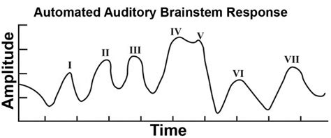 Hearing test - Embryology