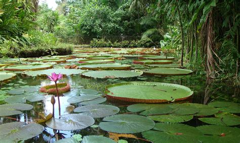 New Inventory Lowers the Number of Amazonian Trees Species from 16,200 to 6,700 - brazzil