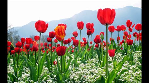 Hoa tulip đỏ - YouTube
