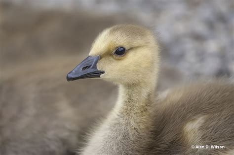 The First Few Months For Baby Geese: What Happens?