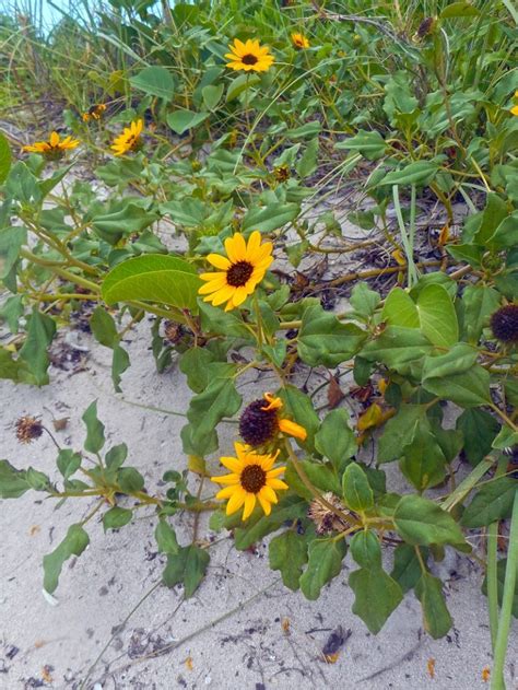 47 Native Plants for Florida: Flowers, Shrubs, and Trees - Lawnstarter