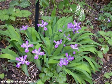 Iris Cristata, (Dwarf) Crested Iris - Plant Gallery - NC Native Plant ...