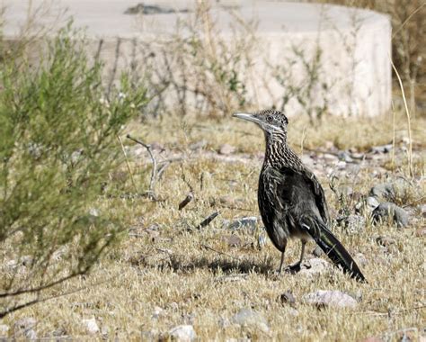 Getting Serious About State Birds | FatherSonBirding