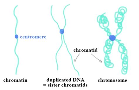 How are chromatin, chromatid, and chromosomes related to each other? A. Chromatin occurs as a ...