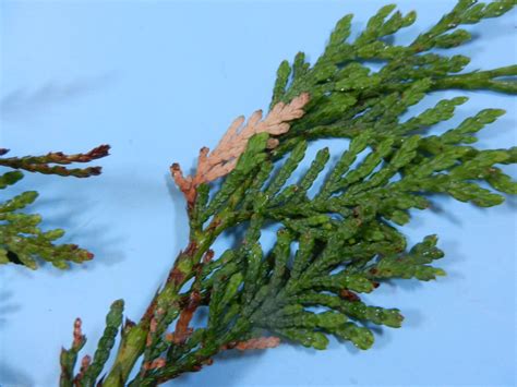 Arborvitae Needle Blight