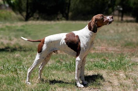 English Pointer - All Big Dog Breeds