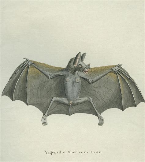 Spectral Bat by Hulton Archive