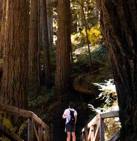 Best Redwood National Park RV Camping Spots, Detailed Review