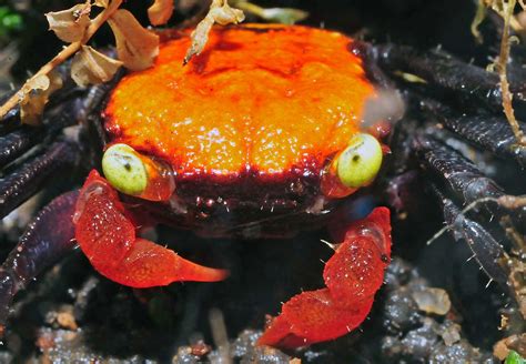 People with aquariums have been collecting strange-looking crabs called "vampire crabs" for ...