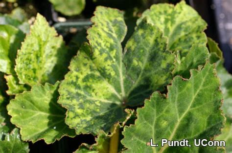 Begonia - Impatiens Necrotic Spot Virus (INSV) | Center for Agriculture, Food, and the Environment