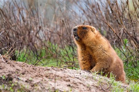 Premium Photo | Bobak marmot or marmota bobak in steppe