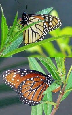 Monarchs, Queens, and Butterfly Mimicry - Birds and Blooms | Monarch butterfly, Butterfly garden ...