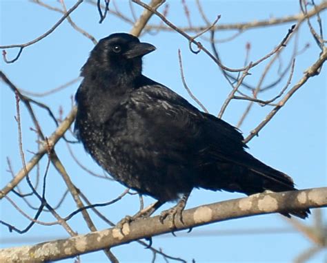 The Poultry Pages: How To Stop Crows/Rooks/Magpies & Other Wild Birds From Stealing Eggs