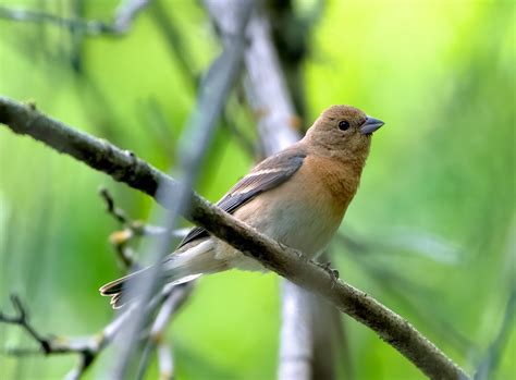 Lazuli Bunting Female | This is my first picture of a Lazuli… | Flickr