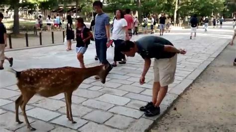 Cute Japanese Polite Bowing Deer (Nara Park, Japan) - YouTube