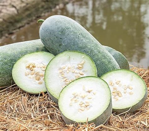 35 Organic Winter Melon Seeds Ash Gourd Wax Gourd Gourd | Etsy Canada