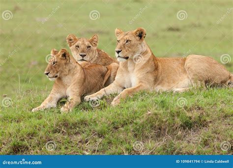 A Pride of Lions on the Grass Stock Photo - Image of pack, group: 109841794