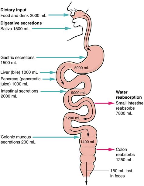 Chemical Digestion and Absorption: A Closer Look · Anatomy and Physiology