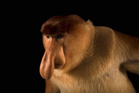 Proboscis Monkey (Nasalis larvatus) - Joel Sartore