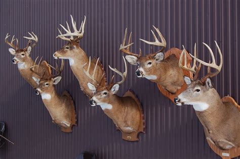 Deer Taxidermy Options: 6 Different Ways to Memorialize Your Harvest - Outdoor Enthusiast ...