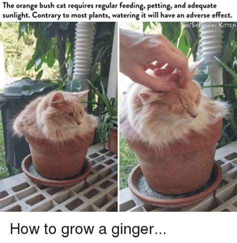 Ginger Cat Appreciation (Memes, Snaps, And Pics) | Cats, Orange cats, Cat memes