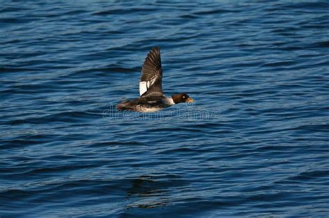 Common Goldeneye Female in Flight Stock Photo - Image of coast, waterfowl: 272319276