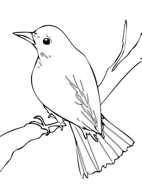 Nightingale | Bird drawings, Bird coloring pages, Bird painting acrylic