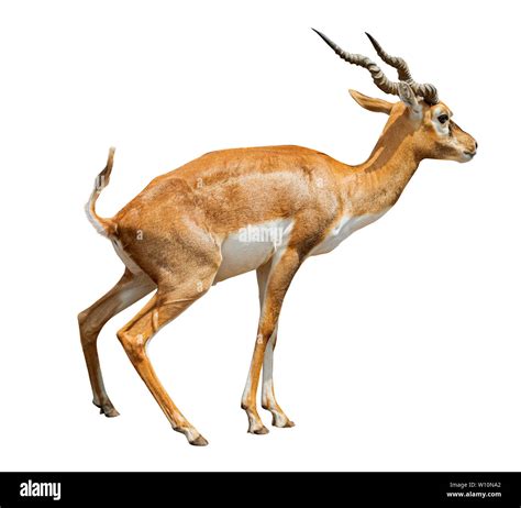 african antelope ,gazelle isolated on white background Stock Photo - Alamy