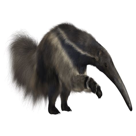 Anteater PNG Images (Transparent HD Photo Clipart) | Photo clipart, Hd ...