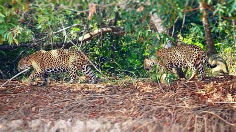 Male jaguar rivals pair up for years in unexpected bromances | Live Science