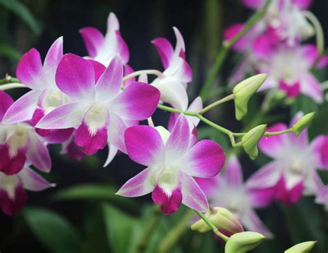 10 Easy-to-Grow Orchid Types for Your Indoor Garden