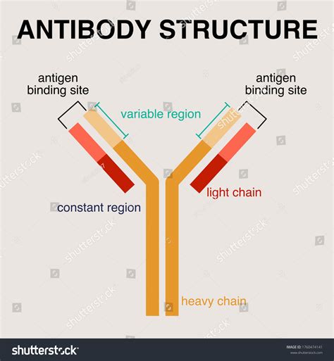 Illustration Antibody Structure Diagram Stock Vector (Royalty Free ...